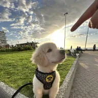 Cachorro Golden Retriever en un paseo